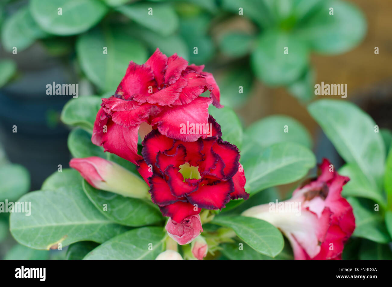 Desert Rose fiore, adenium obesum Foto Stock