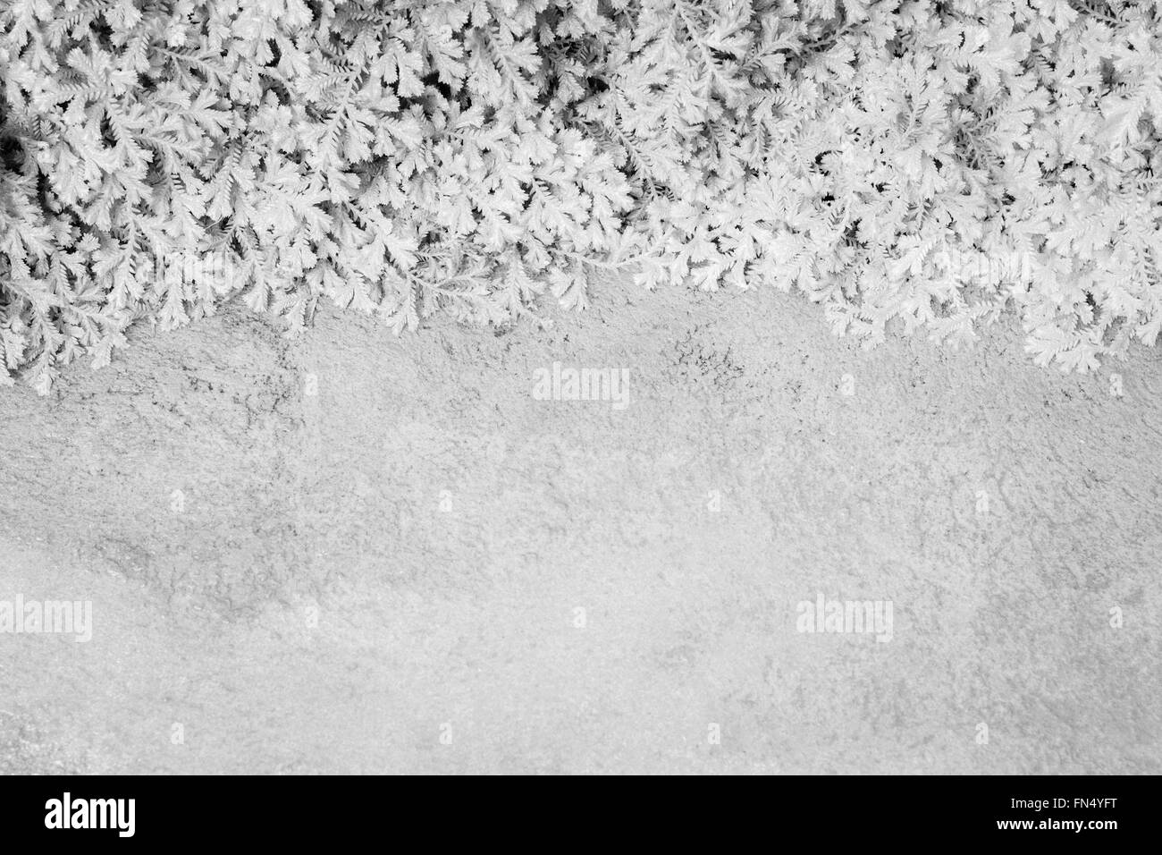 Immagine ravvicinata texture di spike moss e il pavimento di cemento con infrarossi processo preimpostata. Foto Stock