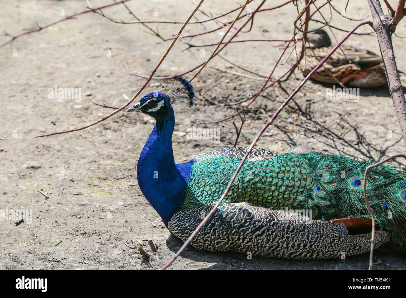 Blu Peafowl indiano / Pavone (Pavo cristatus). Primo piano della testa Foto Stock