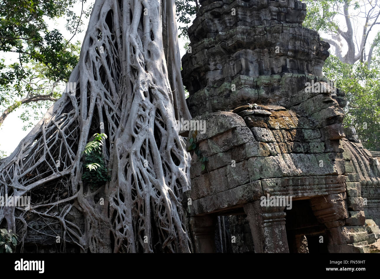 Albero che cresce nel mezzo di Ta Phrom tempio vicino a Siem Reap, Cambogia Foto Stock