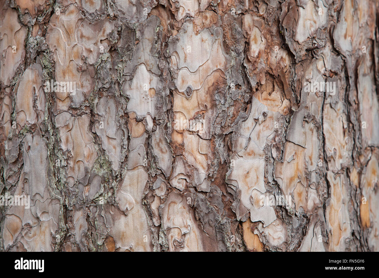 Pino corteccia sfondo. Il vecchio albero tronco dettaglio texture come sfondo naturale. Foto Stock