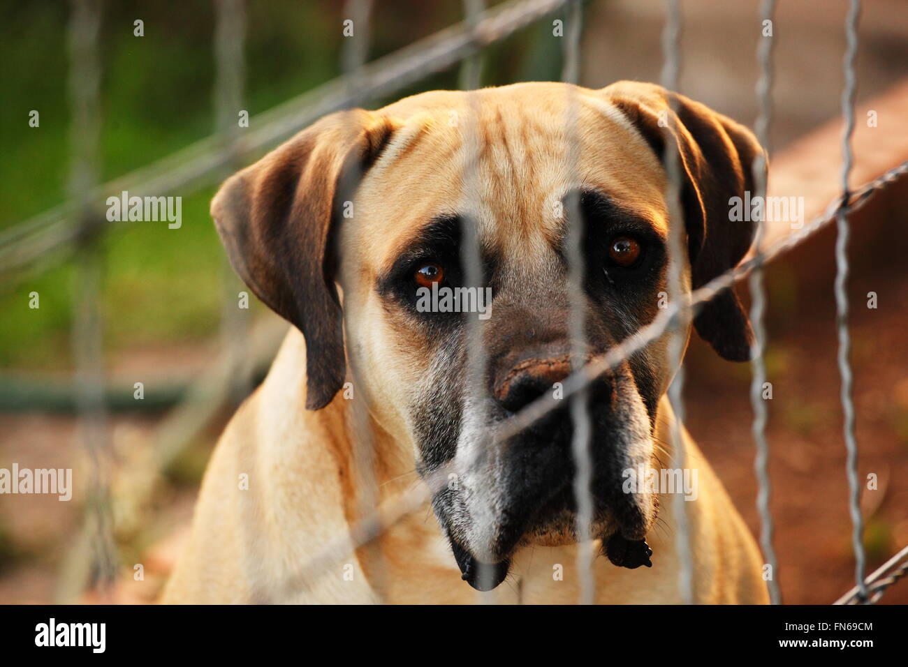 Bulldog guardando intensamente al telespettatore attraverso un recinto di filo Foto Stock