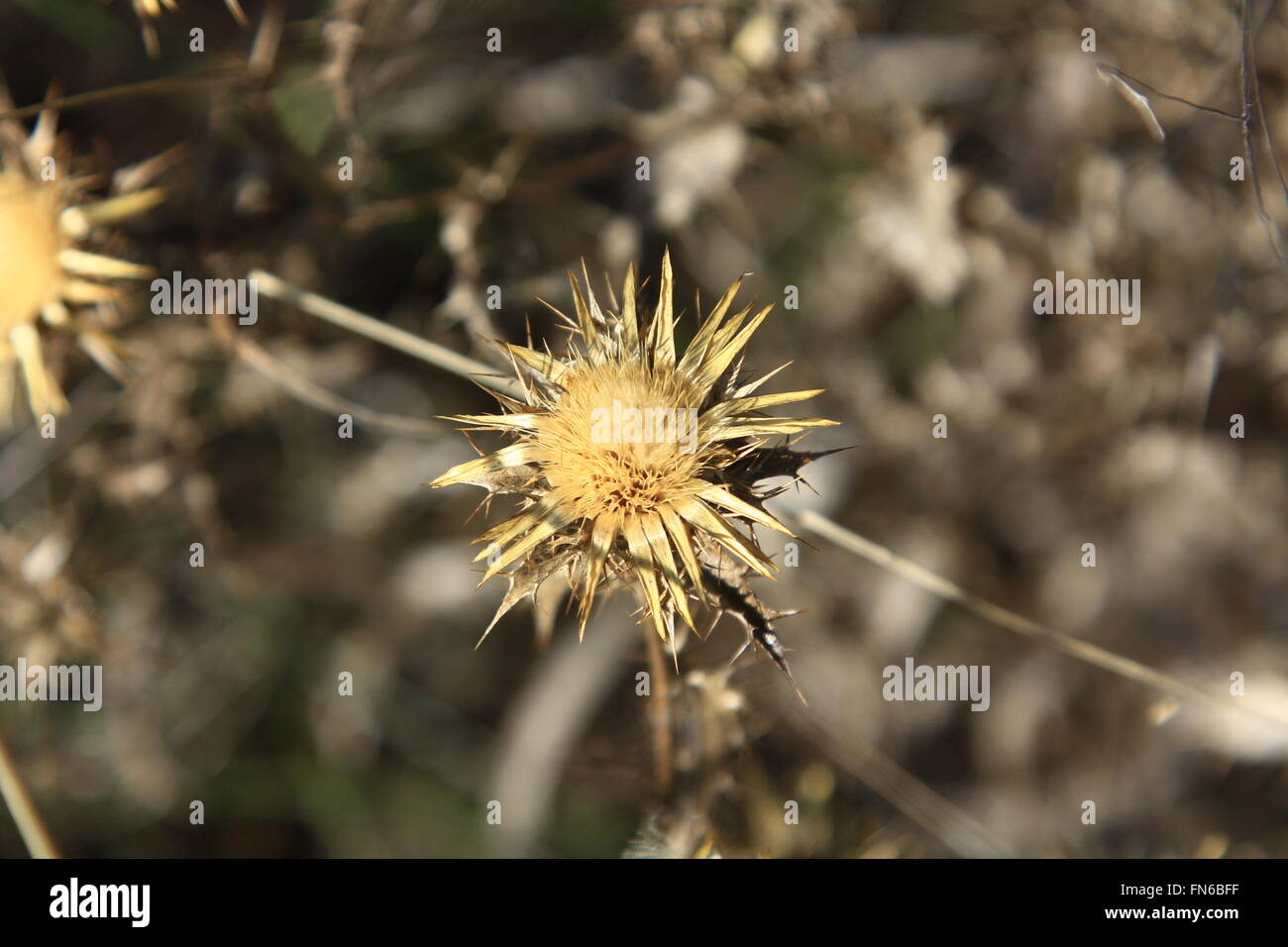 I dettagli di Thistle a secco Foto Stock