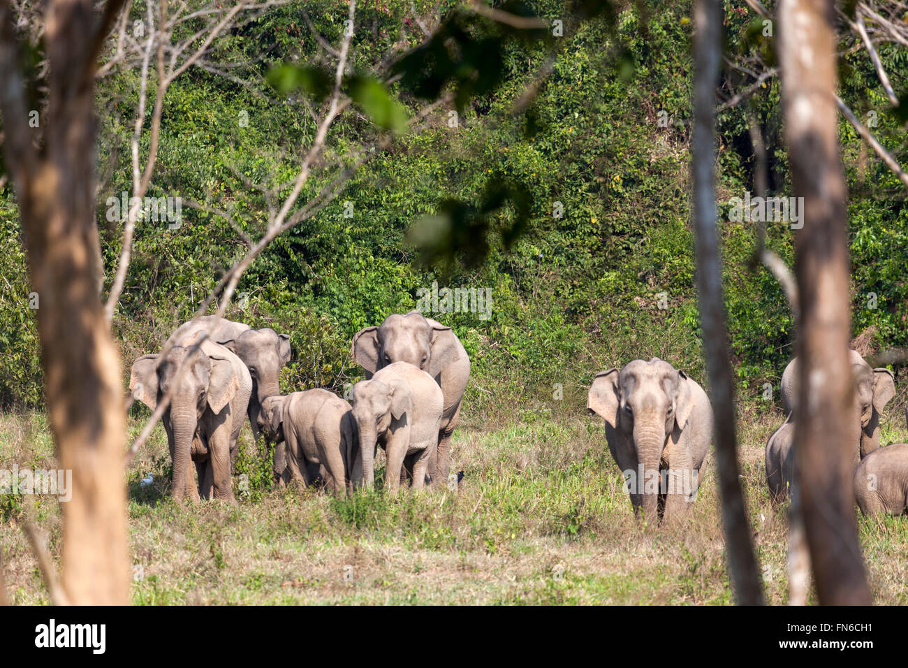 Una mandria di wild elefanti indiani (Elephas maximus indicus) in Kui Buri National Park - Prachuap Khiri Khan Provincia - Thailandia. Foto Stock