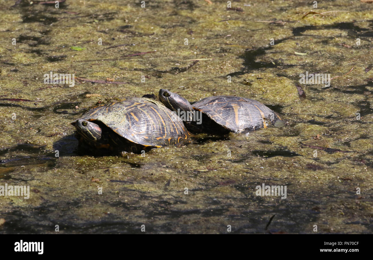 Due red-eared slider tartarughe Foto Stock