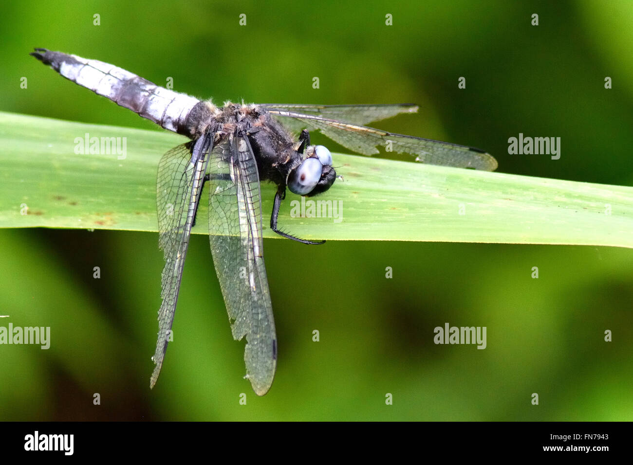 Scarsa chaser (Libellula fulva). Raro usurati dragonfly maschio nella famiglia Libellulidae, a riposo su erba a Woodwalton Fen NNR Foto Stock