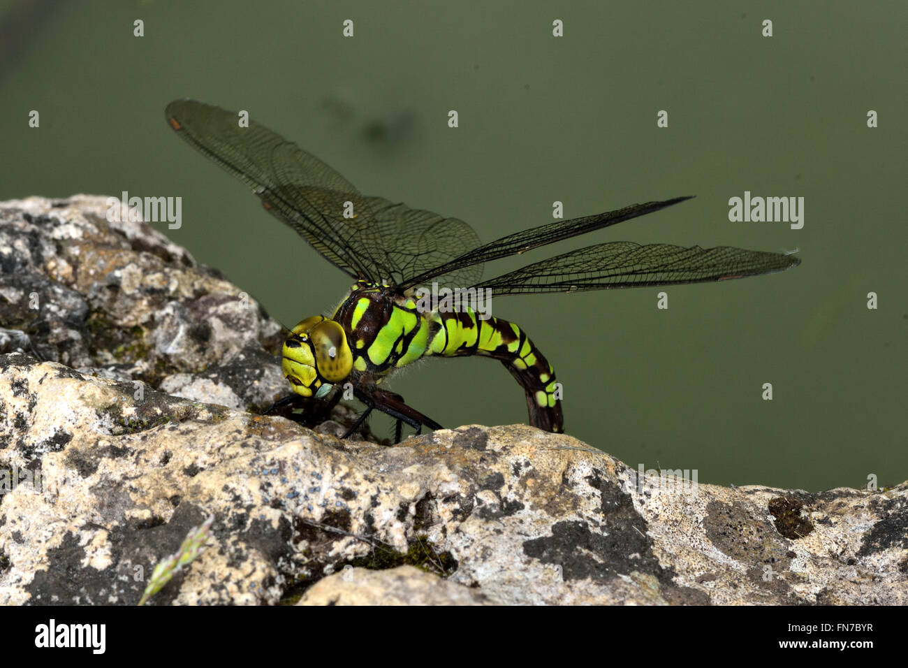 Southern hawker (Aeshna cyanea ovipositing). Grandi insetti femmina nell'ordine odonati, famiglia Aeshnidae, la deposizione delle uova da stagno Foto Stock
