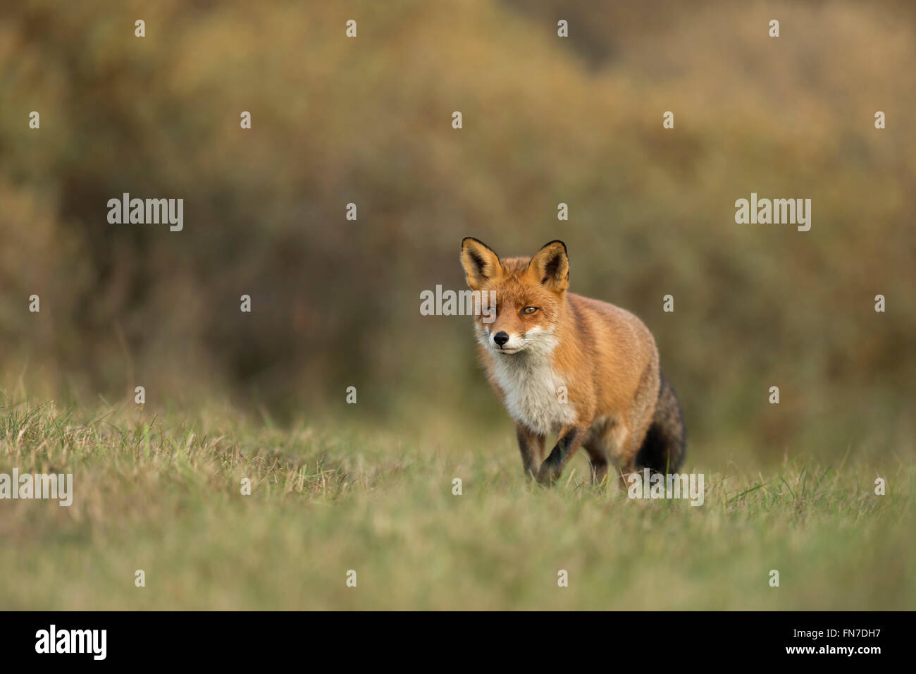 Red Fox / Rotfuchs ( Vulpes vulpes ) cammina lentamente su un prato, lungo una siepe di arbusti, avvicinandosi, bella colori autunnali. Foto Stock