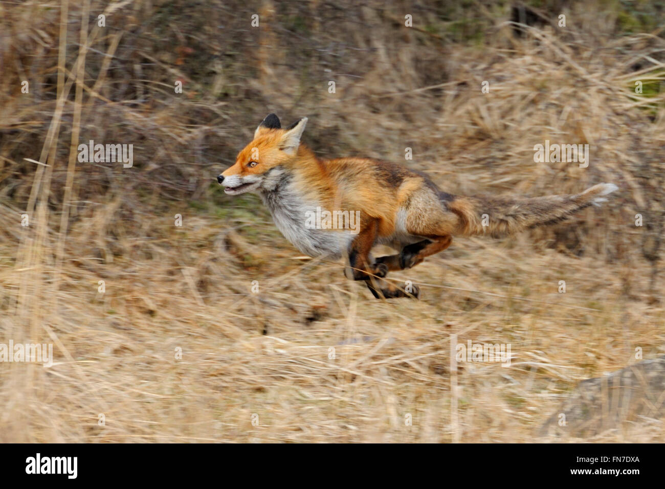 Red Fox ( Vulpes vulpes ) di corsa lungo il bordo di una foresta, attraverso l'erba reed, fuggendo animale, in motion, panning shot. Foto Stock