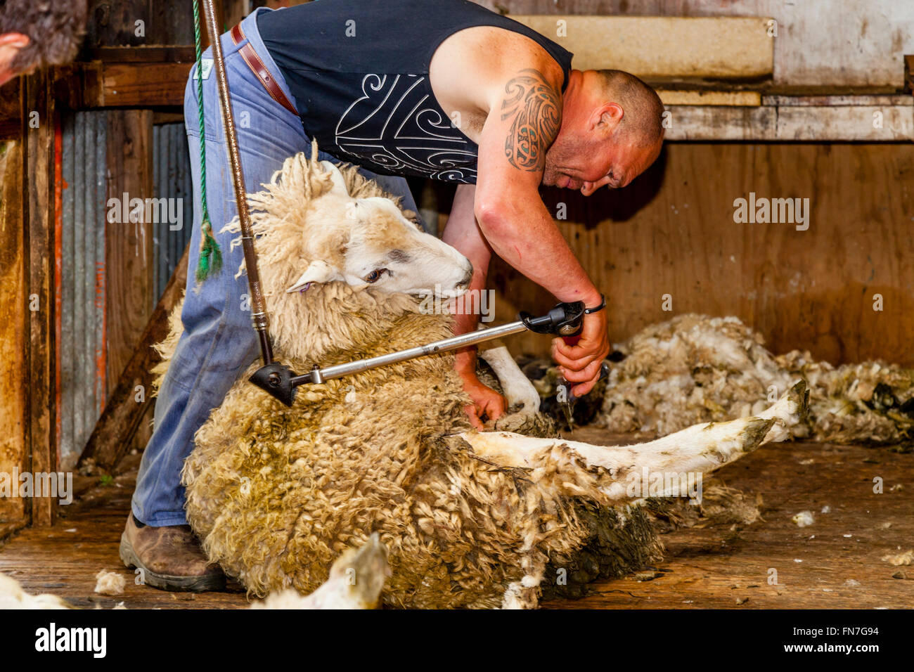 Pecore Crotching presso un allevamento di pecore, Pukekohe, Nuova Zelanda Foto Stock
