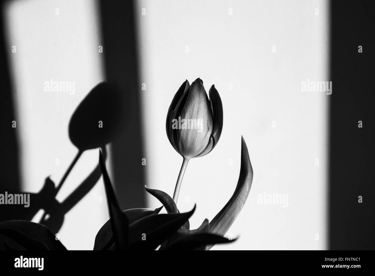 Un fiore in un vaso sotto la finestra ombre. Foto Stock