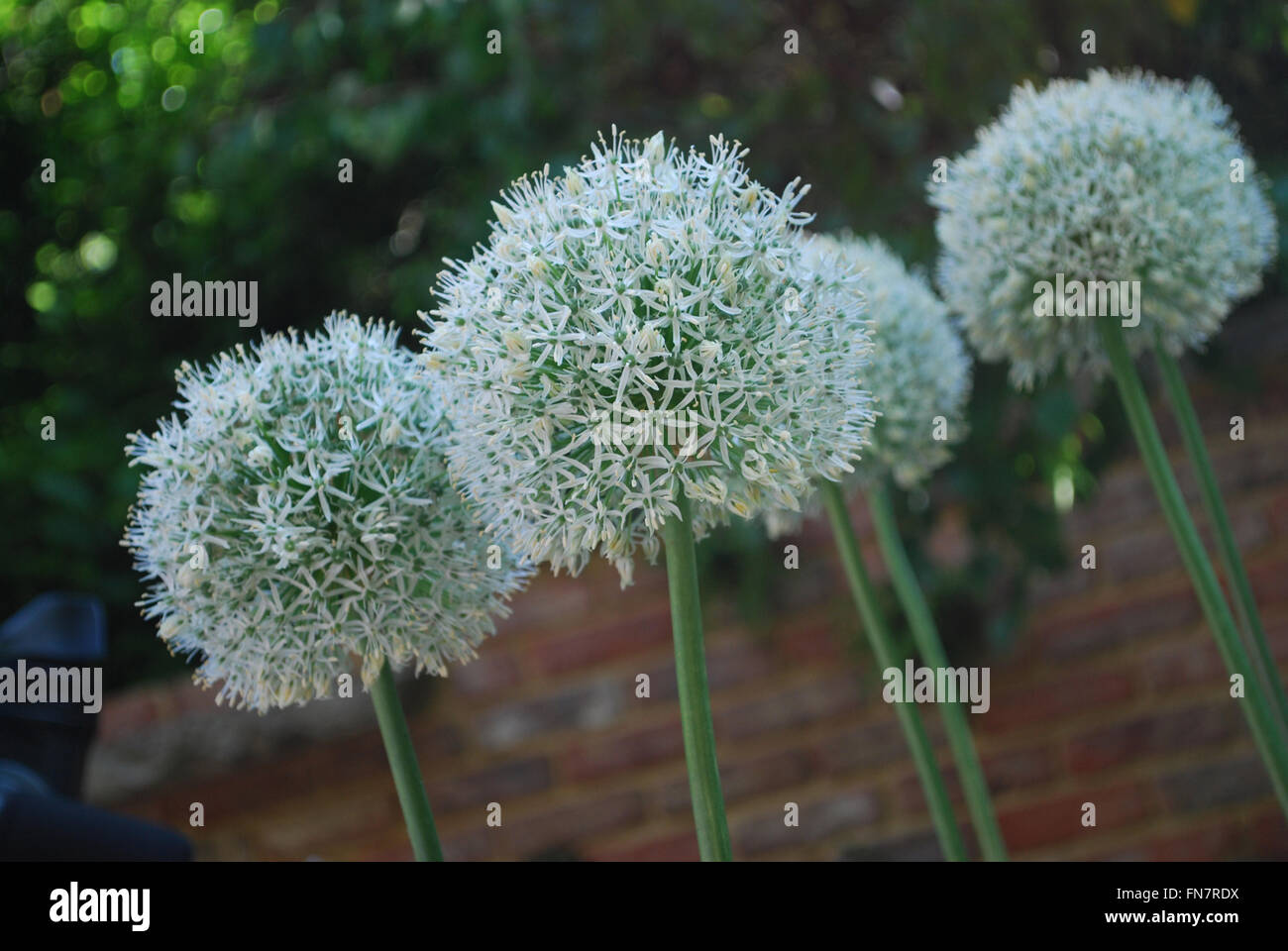 Fiori dell'allium Foto Stock