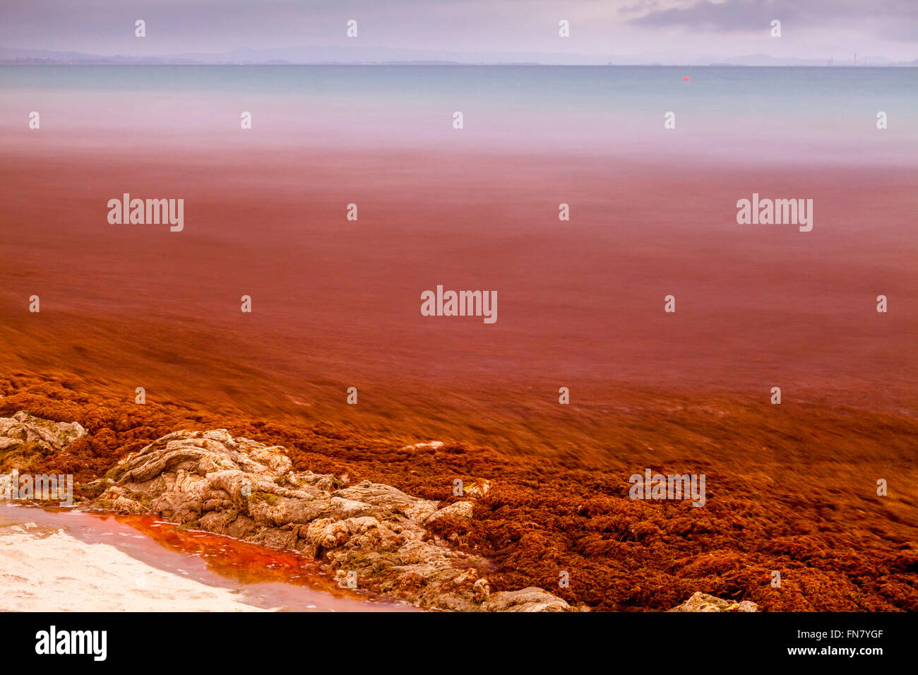 Alghe rosse lavate fino sulla spiaggia, waipu cove, waipu, orate bay, northland e Nuova Zelanda Foto Stock