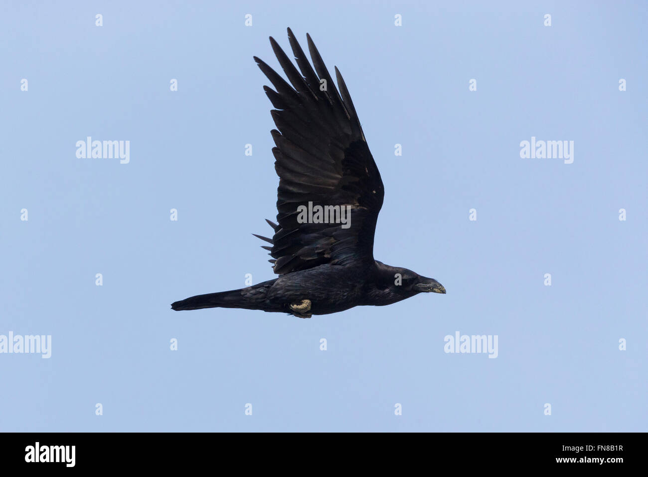 Nord del corvo imperiale (Corvus corax), in volo con sky in background, Basilicata, Italia Foto Stock