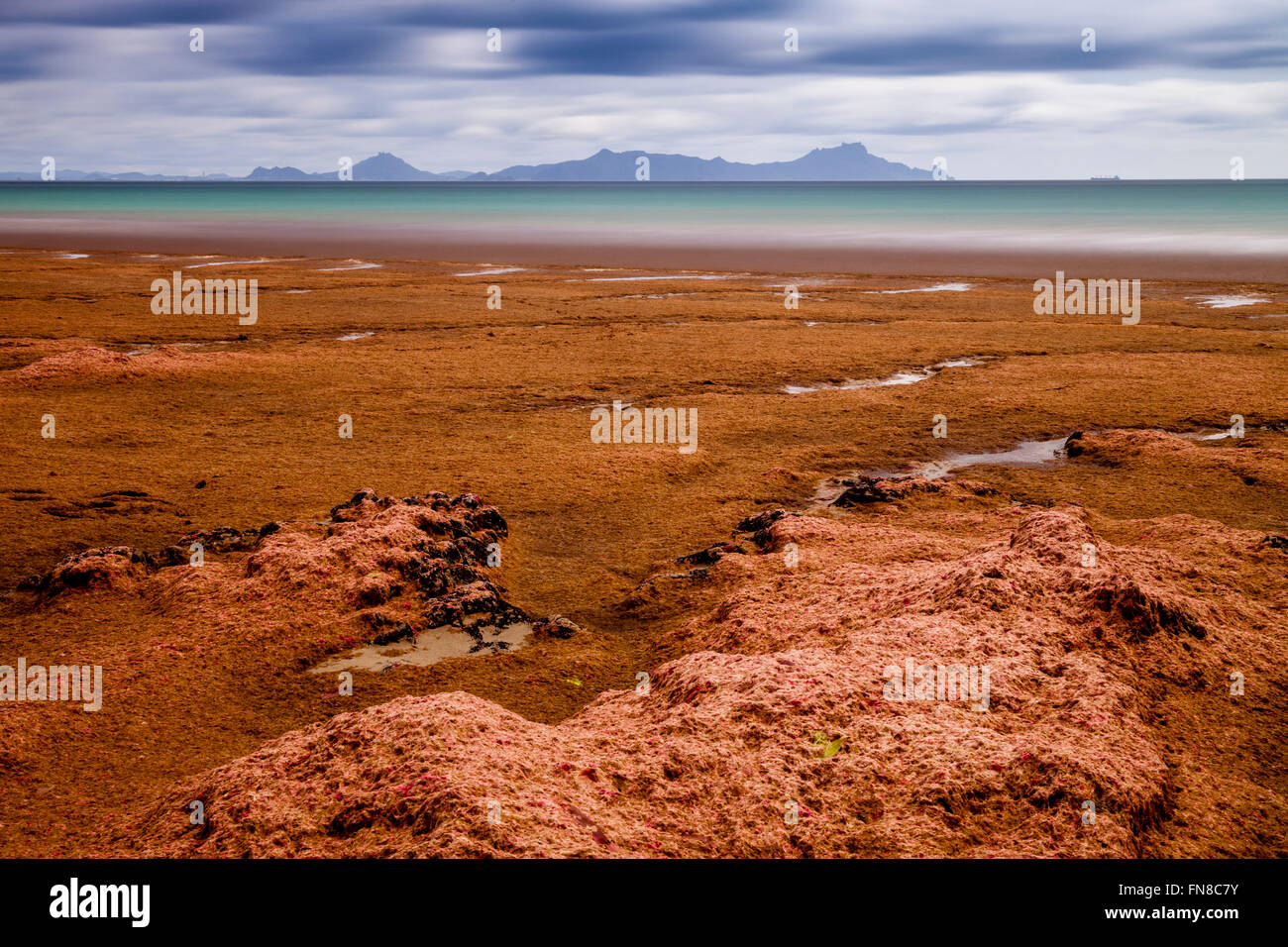 Alghe rosse lavate fino sulla spiaggia, waipu cove, waipu, orate bay, northland e Nuova Zelanda Foto Stock