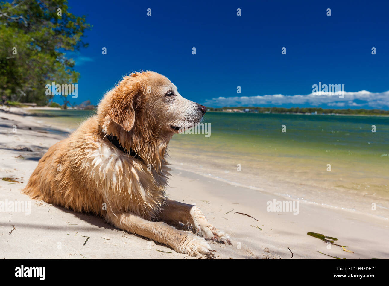 Smart cercando il golden retriever poggiante sulla spiaggia dopo la nuotata Foto Stock