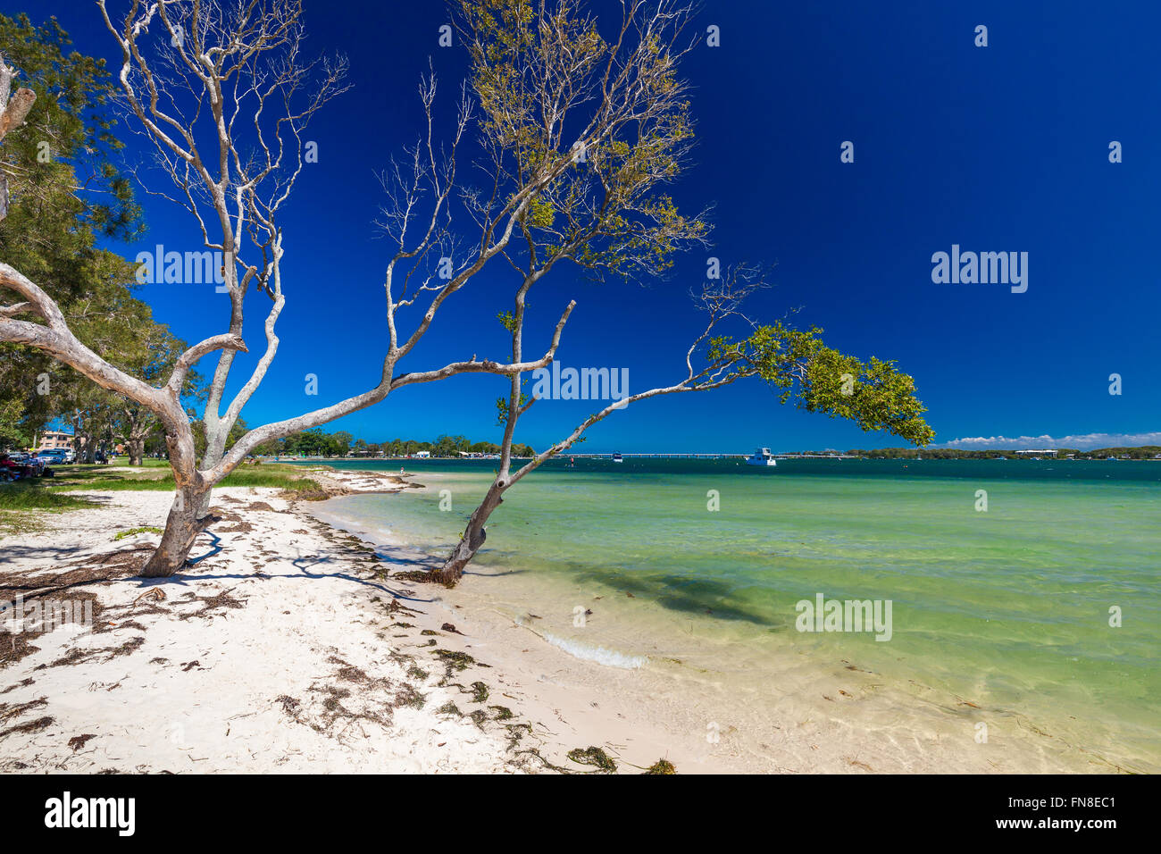 BRIBIE ISOLA, AUS - Feb 14 2016: spiaggia con alberi sul lato ovest dell isola Bribie, Queensland, Australia Foto Stock
