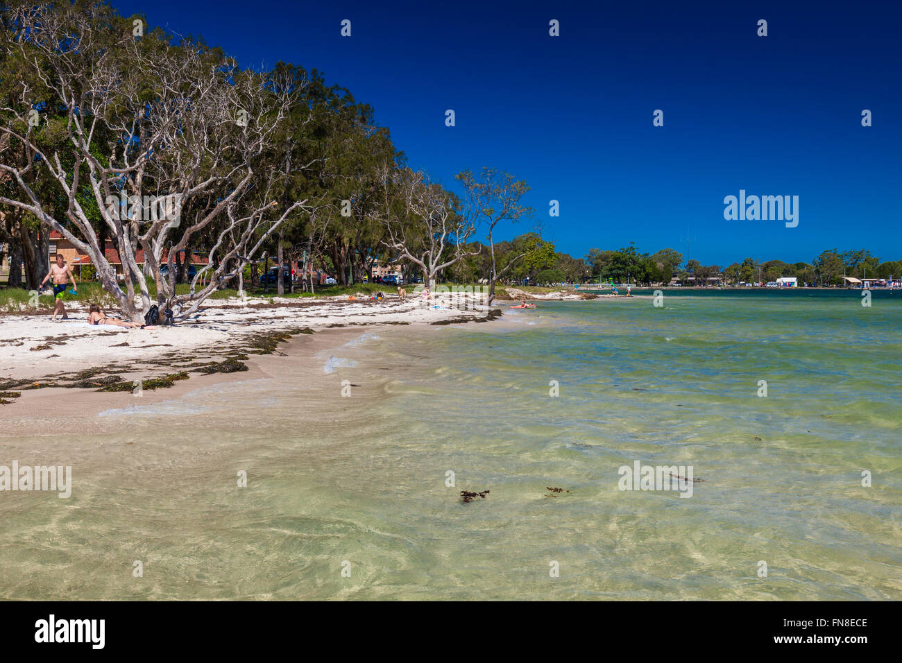BRIBIE ISOLA, AUS - Feb 14 2016: spiaggia con alberi sul lato ovest dell isola Bribie, Queensland, Australia Foto Stock
