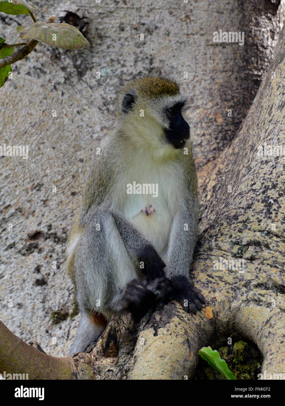 Africa - Kenya: una scimmia Vervet pause in una struttura ad albero Olerai, sulle rive del lago Naivasha, Nakuru Foto Stock