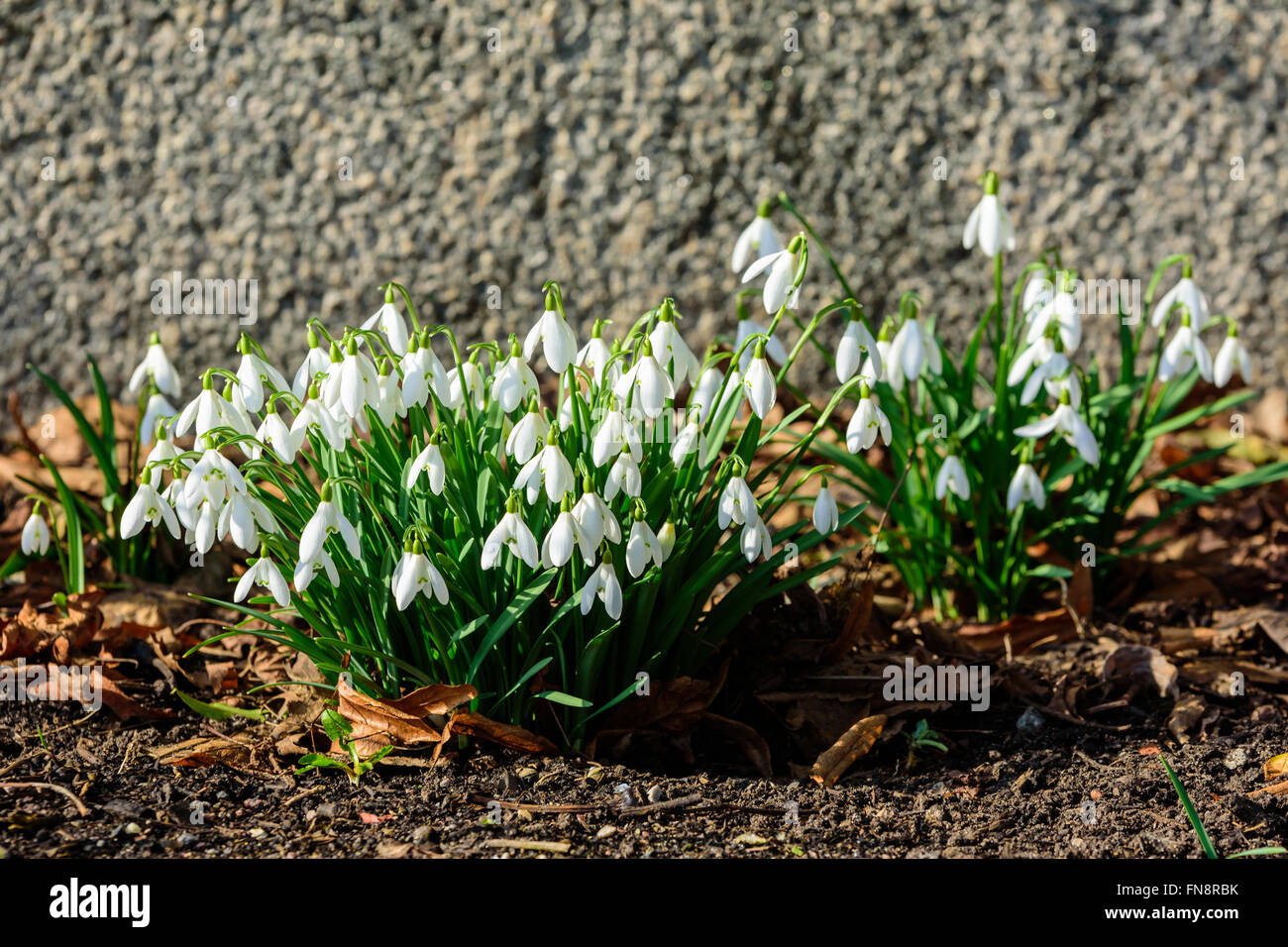 Il comune (snowdrop Galanthus nivalis) visto in primavera, è uno dei primi fiori a fiorire nella stagione. Qui si vede in un Foto Stock