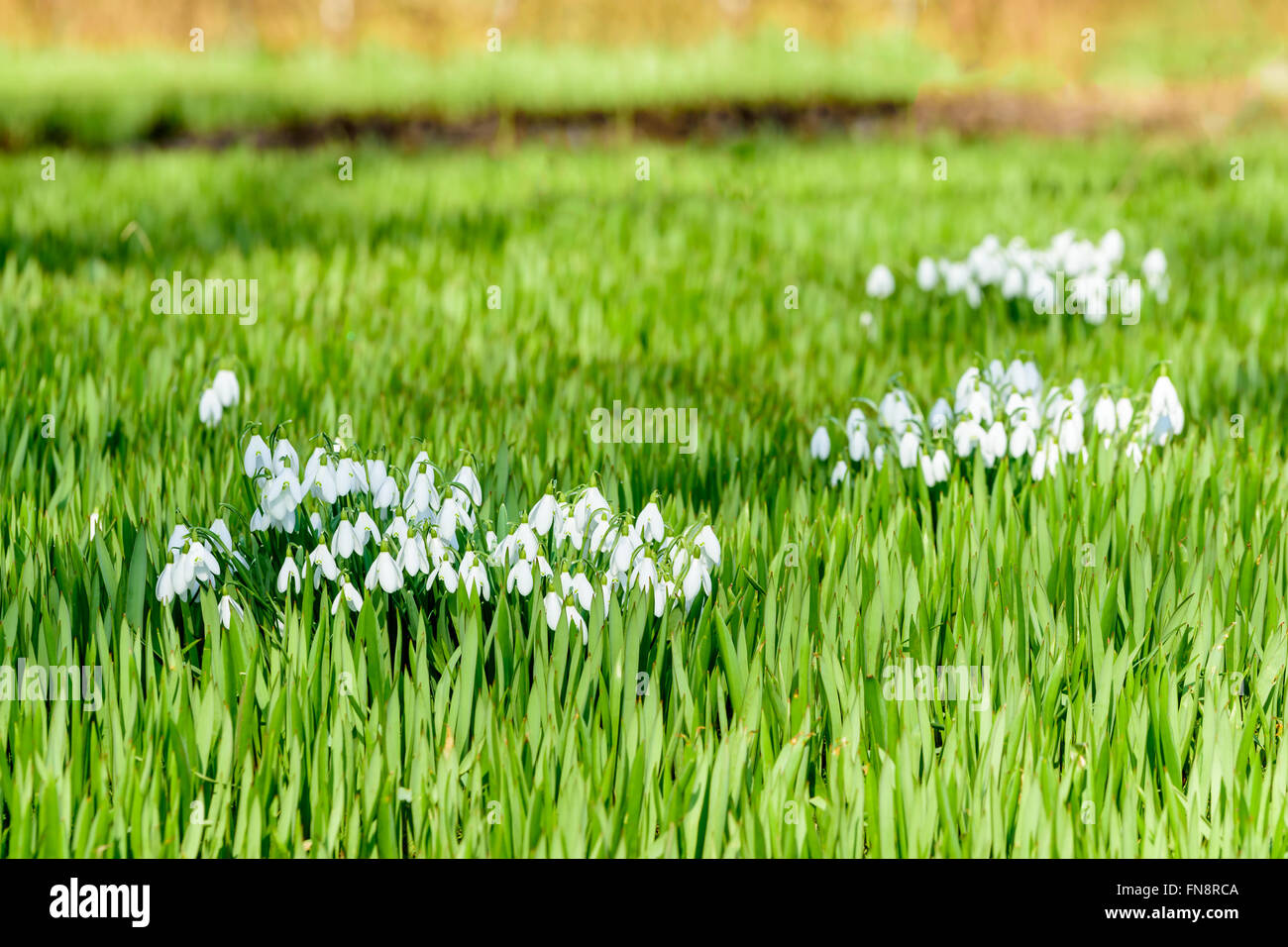 Il comune (snowdrop Galanthus nivalis) visto in primavera, è uno dei primi fiori a fiorire nella stagione. Qui si vede in un Foto Stock