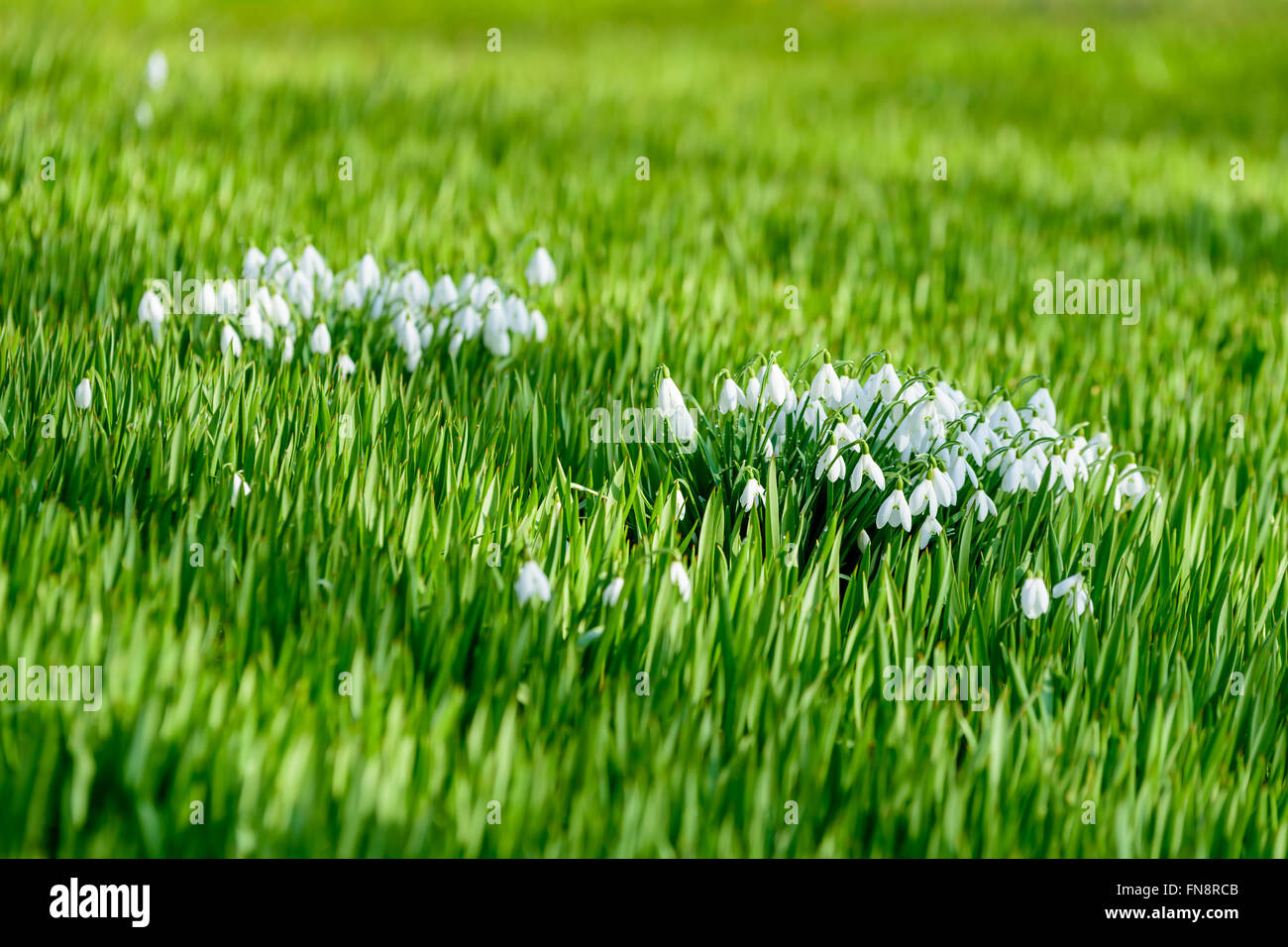 Il comune (snowdrop Galanthus nivalis) visto in primavera, è uno dei primi fiori a fiorire nella stagione. Qui si vede in un Foto Stock
