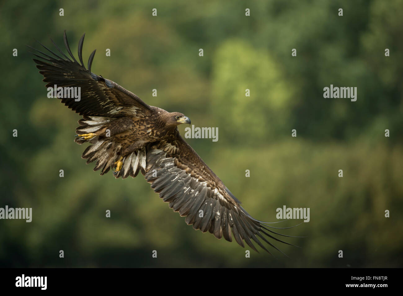 Aquila dalla coda bianca / aquila di mare ( Haliaeetus albicilla ), immatura, in volo poco prima dell'atterraggio, di fronte a boschi verdi, fauna selvatica, Europa. Foto Stock