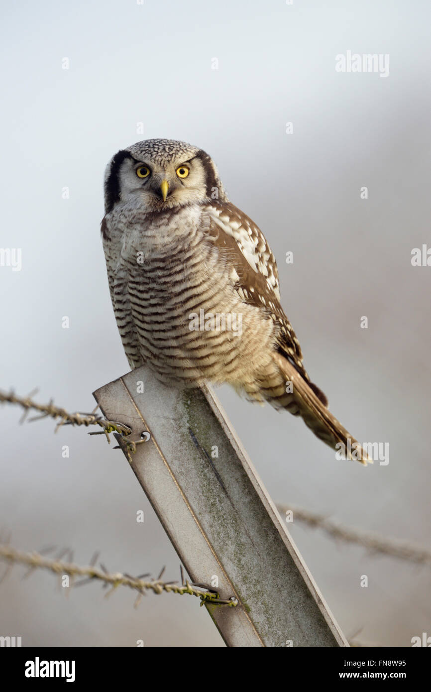 Northern Hawk Owl ( surnia ulula ), rare inverno valutazione in Europa occidentale, appollaiato su un recinto in pole davanti a pulire lo sfondo. Foto Stock