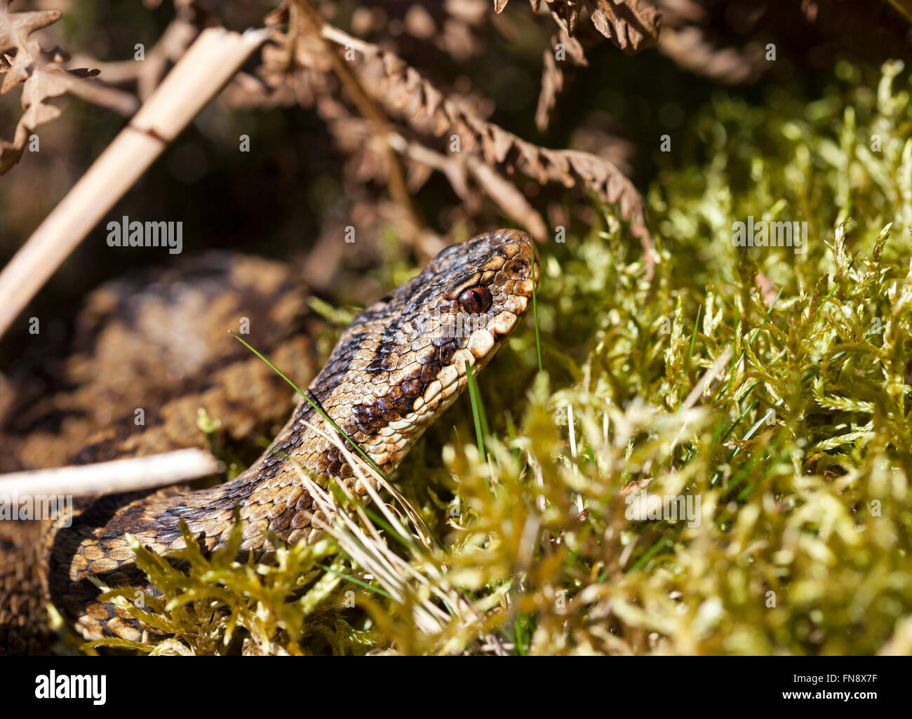 Teesdale, County Durham Regno Unito. Il 14 marzo 2016. Regno Unito Meteo. La molla più caldi come le condizioni meteo hanno portato il Regno Unito solo serpenti velenosi sommatore (Vipera berus) al di fuori della modalità di ibernazione (brumation) nel North Pennines. Mentre infame il sommatore è un timido e ritirarvi creatura che raramente morde a meno che ha provocato. Essi sono inoltre protetti da essere ucciso, ferito o venduto sotto la fauna selvatica e la campagna Act 1981. Foto Stock
