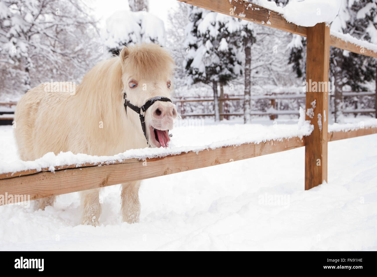 Pony in piedi in una neve Foto Stock