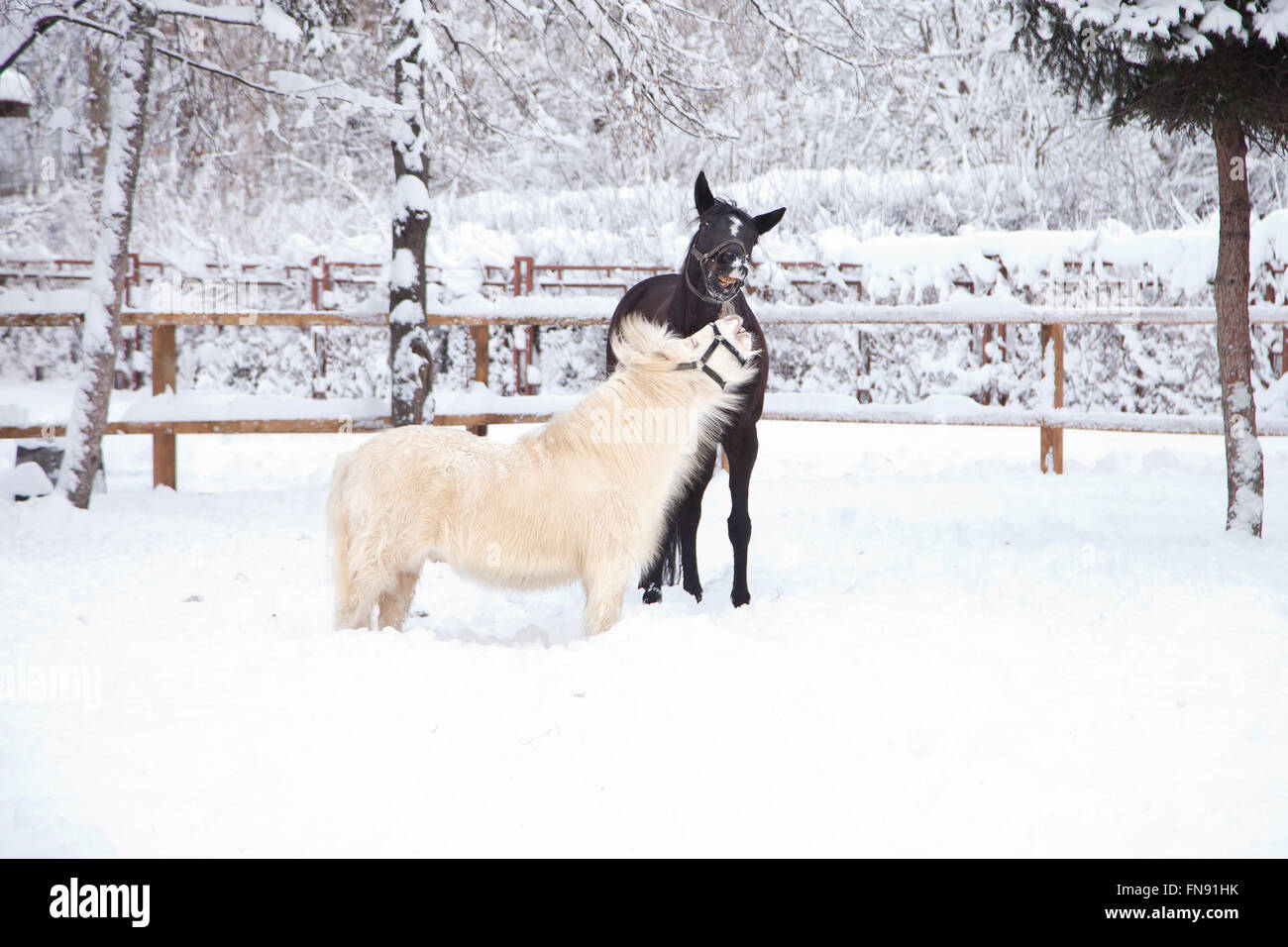 Cavallo nero e bianco pony giocare nella neve Foto Stock