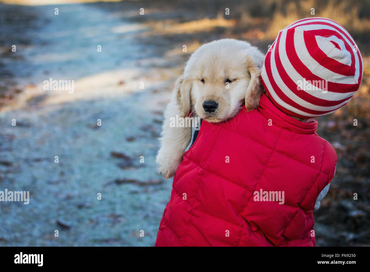 Sleepy golden retriever cucciolo di cane essendo portato da ragazzo Foto Stock