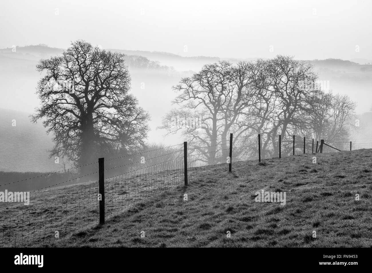 Ceduo vicino Dunsford nella nebbia di mattina,Teignbridge,Teign valley,, pietra, parco, brughiere, verde, fiume, viaggi, archeologia, unico, Foto Stock