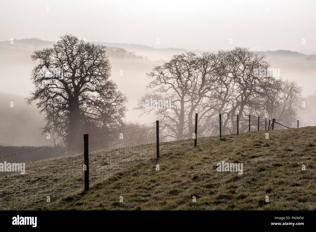 Ceduo vicino Dunsford nella nebbia di mattina,Teignbridge,Teign valley,, pietra, parco, brughiere, verde, fiume, viaggi, archeologia, unico, Foto Stock