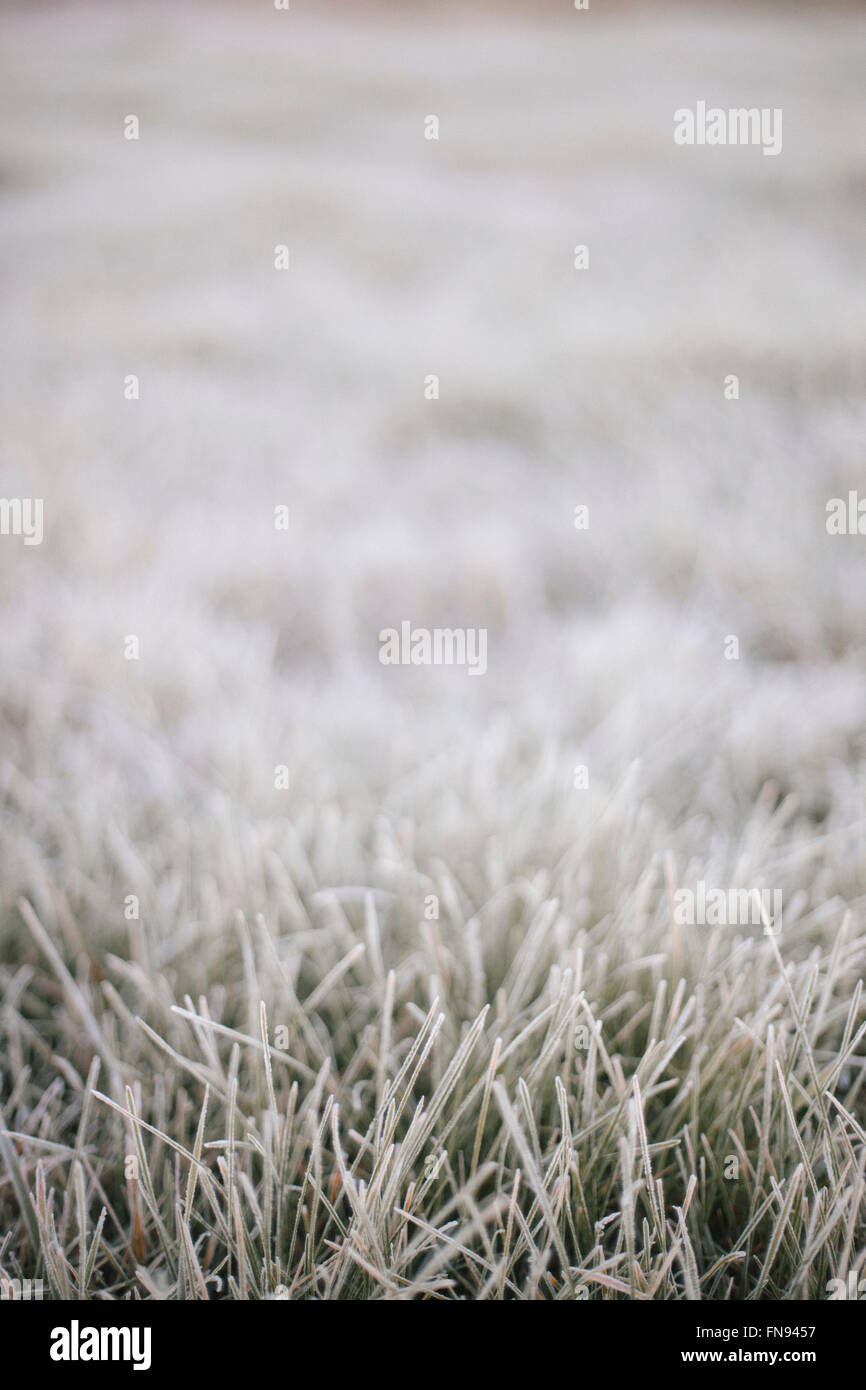 La mattina presto chill, una luce la brina sull'erba. Foto Stock