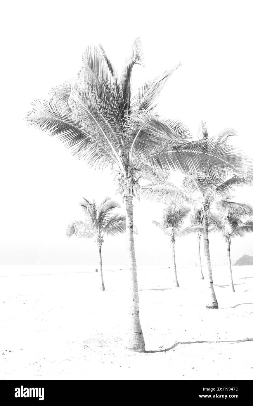Vicino a spiaggia sabbiosa sky palm e montagna in oman arabo mare alla collina Foto Stock