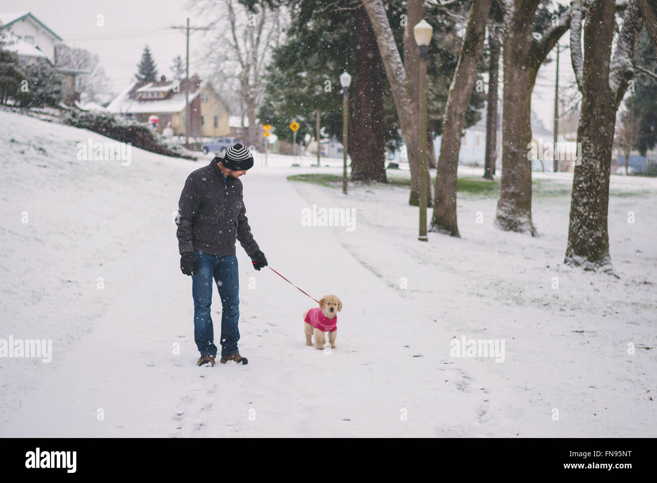 Metà uomo adulto a piedi una golden retriever cucciolo di cane Foto Stock