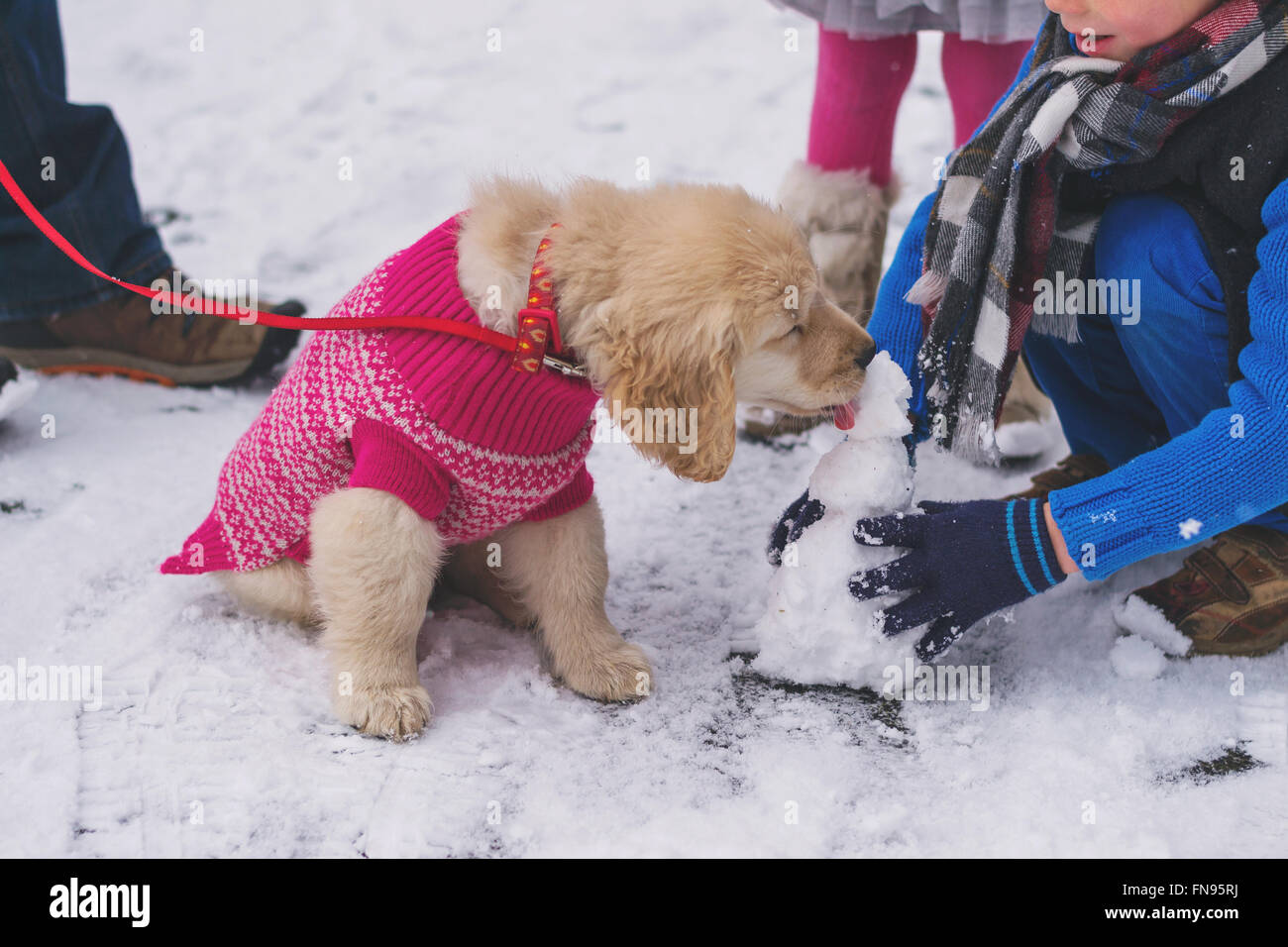 Golden Retriever cucciolo di cane che indossa un maglione rosa leccare mini pupazzo di neve Foto Stock