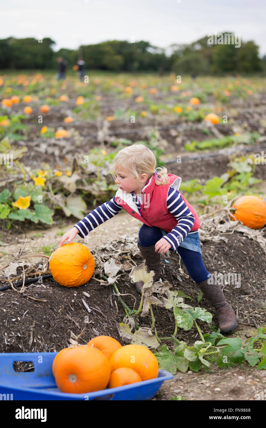 Una giovane ragazza di raggiungere per prelevare le zucche arancione dal campo al raccolto di zucca. Foto Stock