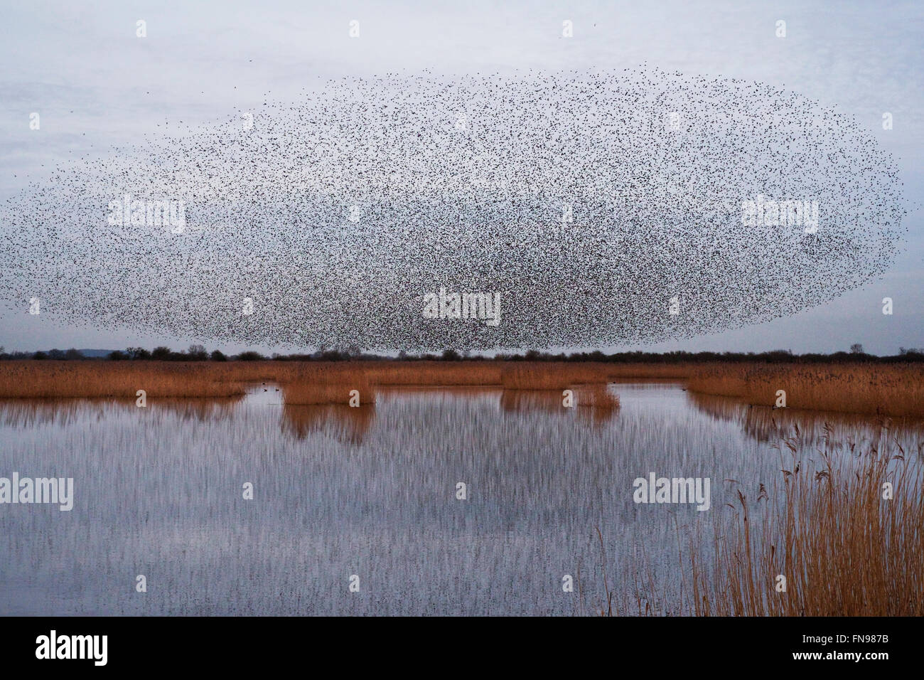 Un murmuration di storni, una esibizione acrobatica spettacolare di un gran numero di uccelli in volo al tramonto sulla campagna. Foto Stock