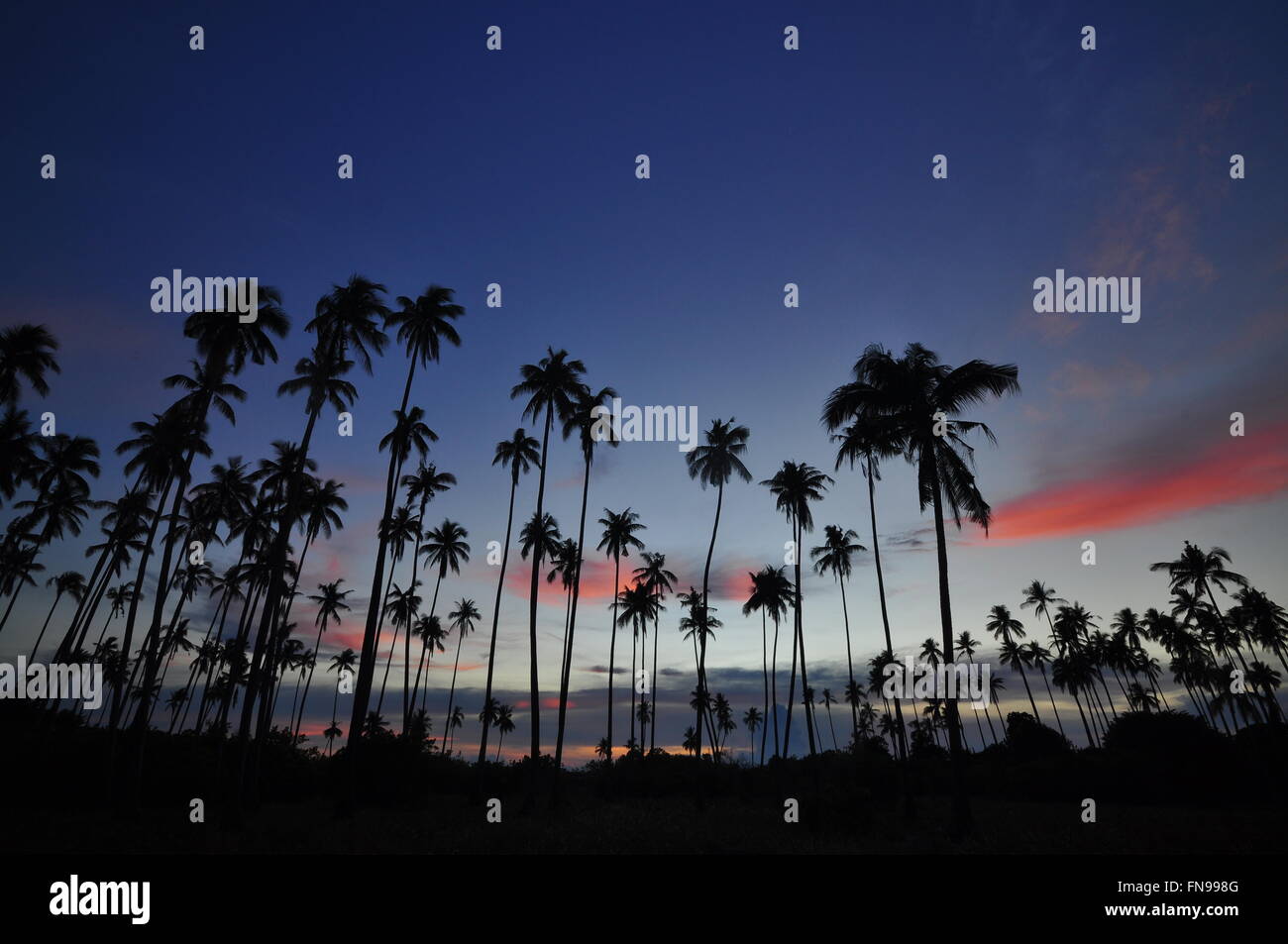 Sagome di palme al tramonto, Semporna, Sabah, Malaysia Foto Stock