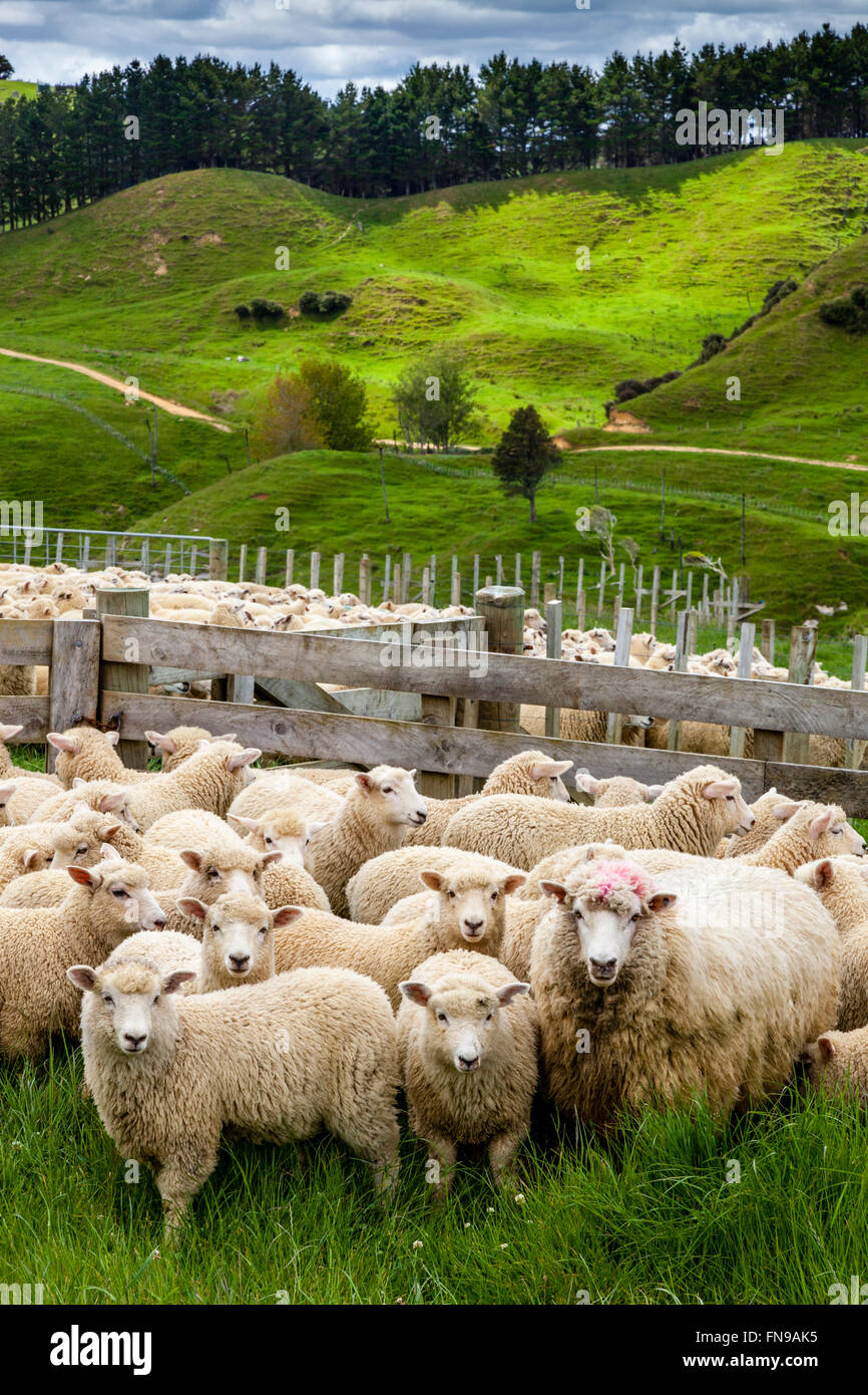 Pecore in una penna in attesa di essere contati e pesati, allevamento di pecore, pukekohe, Isola del nord, Nuova Zelanda Foto Stock