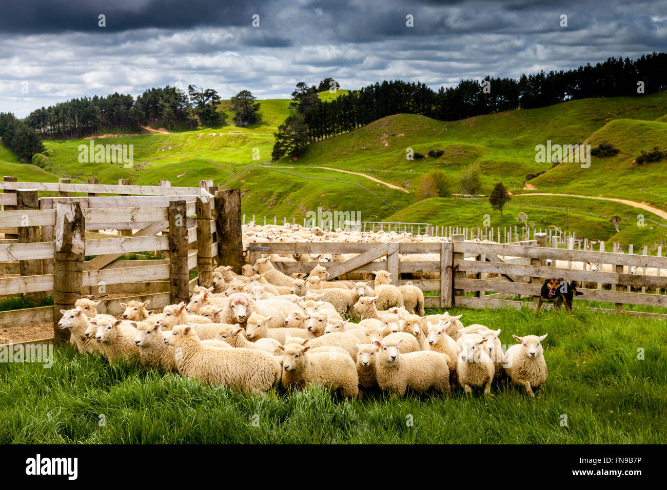 Pecore in una penna in attesa di essere contati e pesati, allevamento di pecore, pukekohe, Isola del nord, Nuova Zelanda Foto Stock