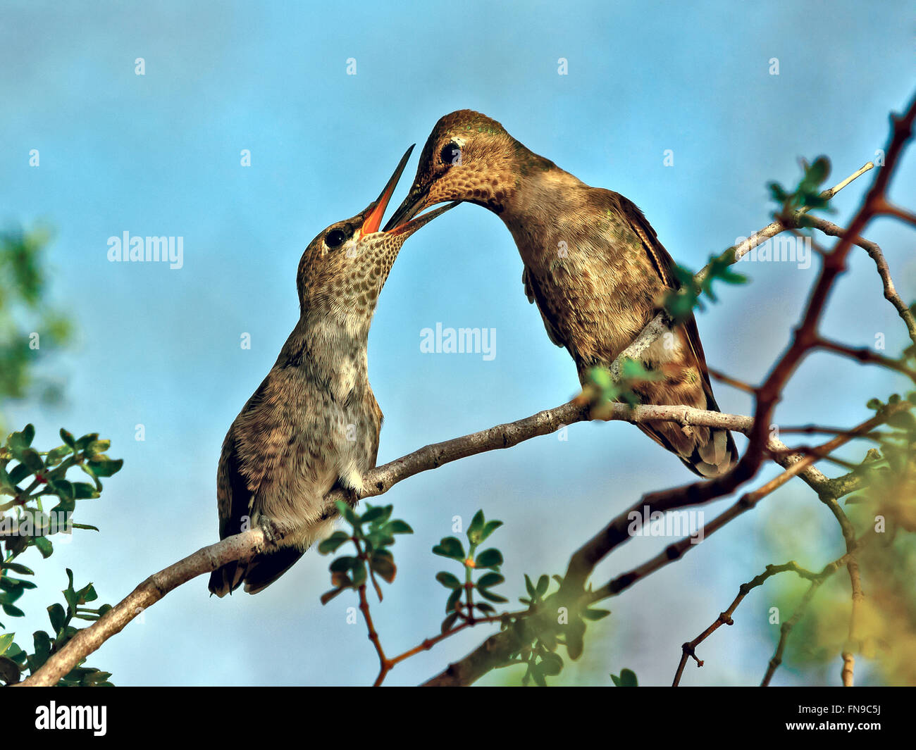 Femmina Anna Hummingbird che alimenta il suo pulcino, Arizona, Stati Uniti Foto Stock