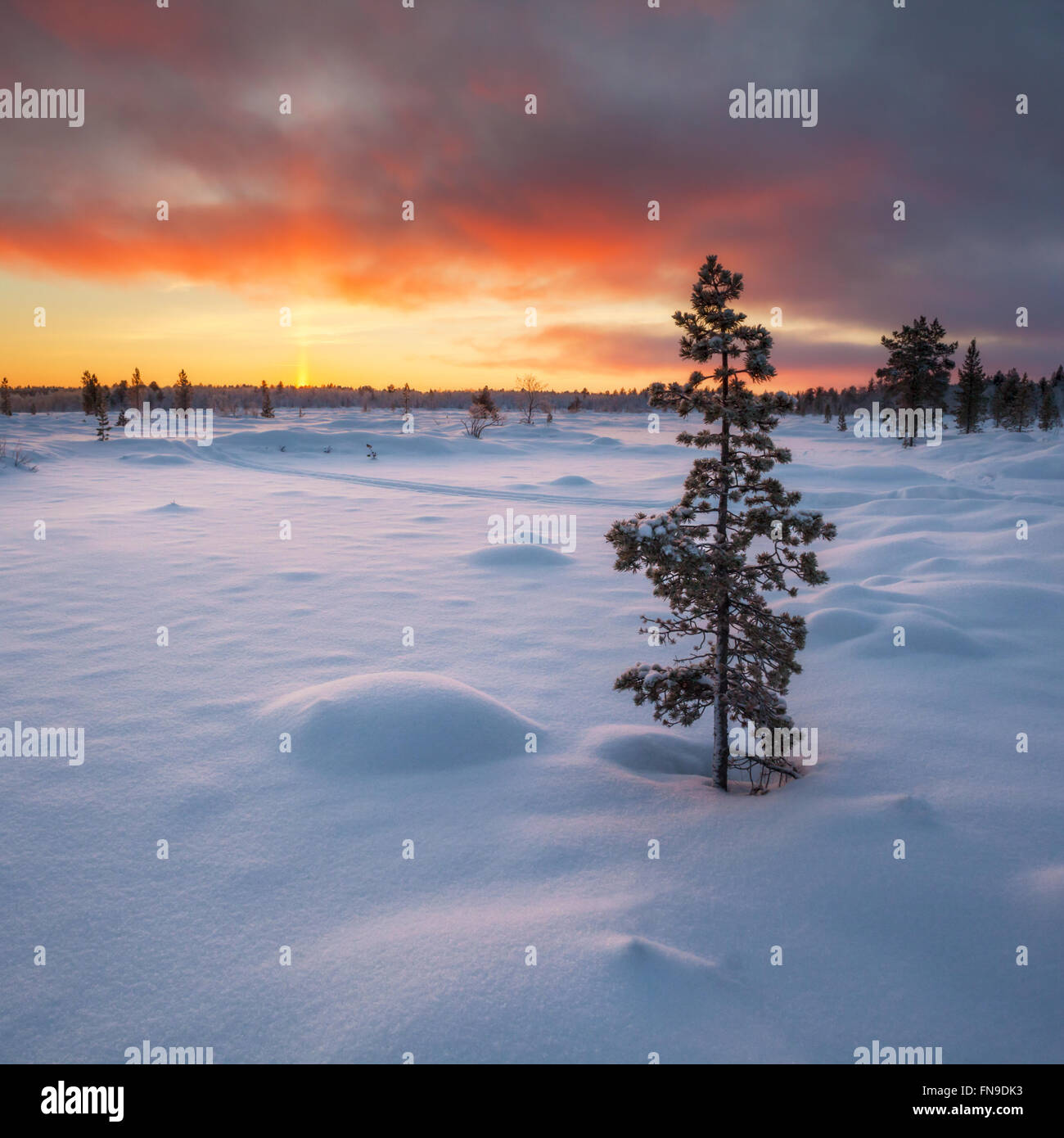 Tramonto nella Taiga Forest, Sodankyla, Lapponia, Finlandia Foto Stock