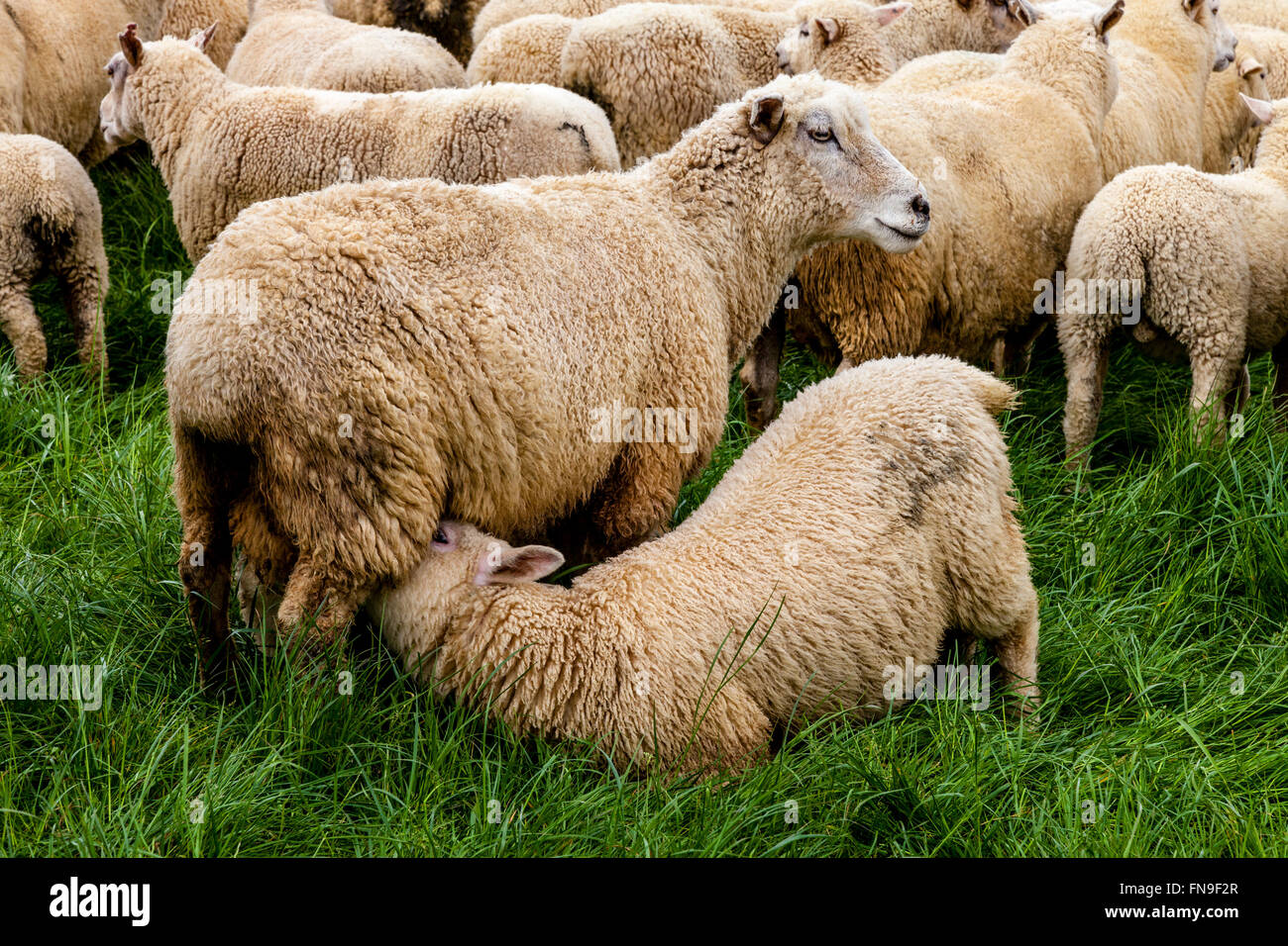 Un agnello alimentazione da sua madre, allevamento di pecore, pukekohe, Isola del nord, Nuova Zelanda Foto Stock