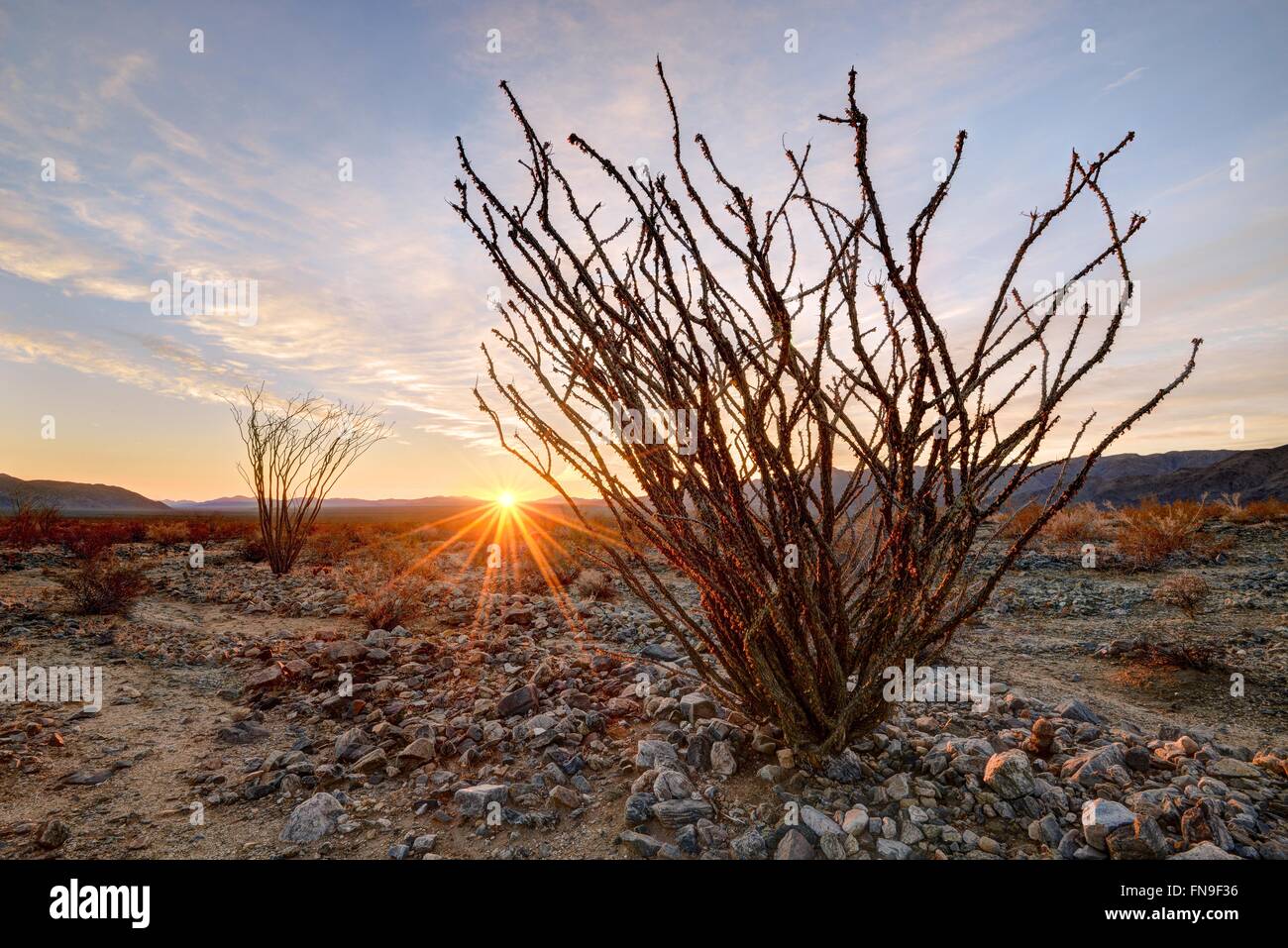 Alba nel Giardino dell'Otillo, Joshua Tree National Park, California, Stati Uniti Foto Stock