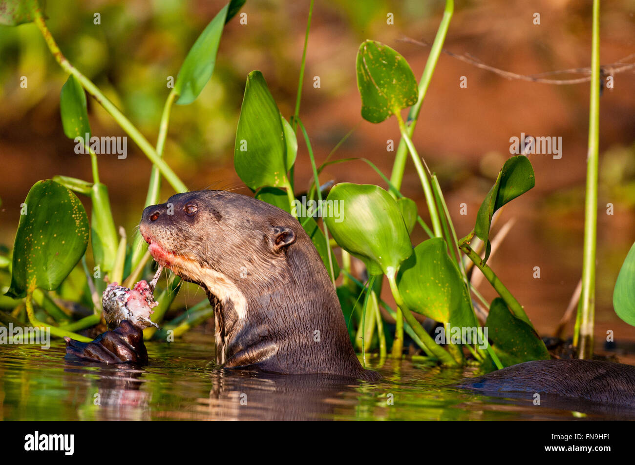 In via di estinzione gigante Lontra di fiume (Pteronura brasilienis) mangiando un pesce (peacock bass) nel Pantanal in Brasile Foto Stock