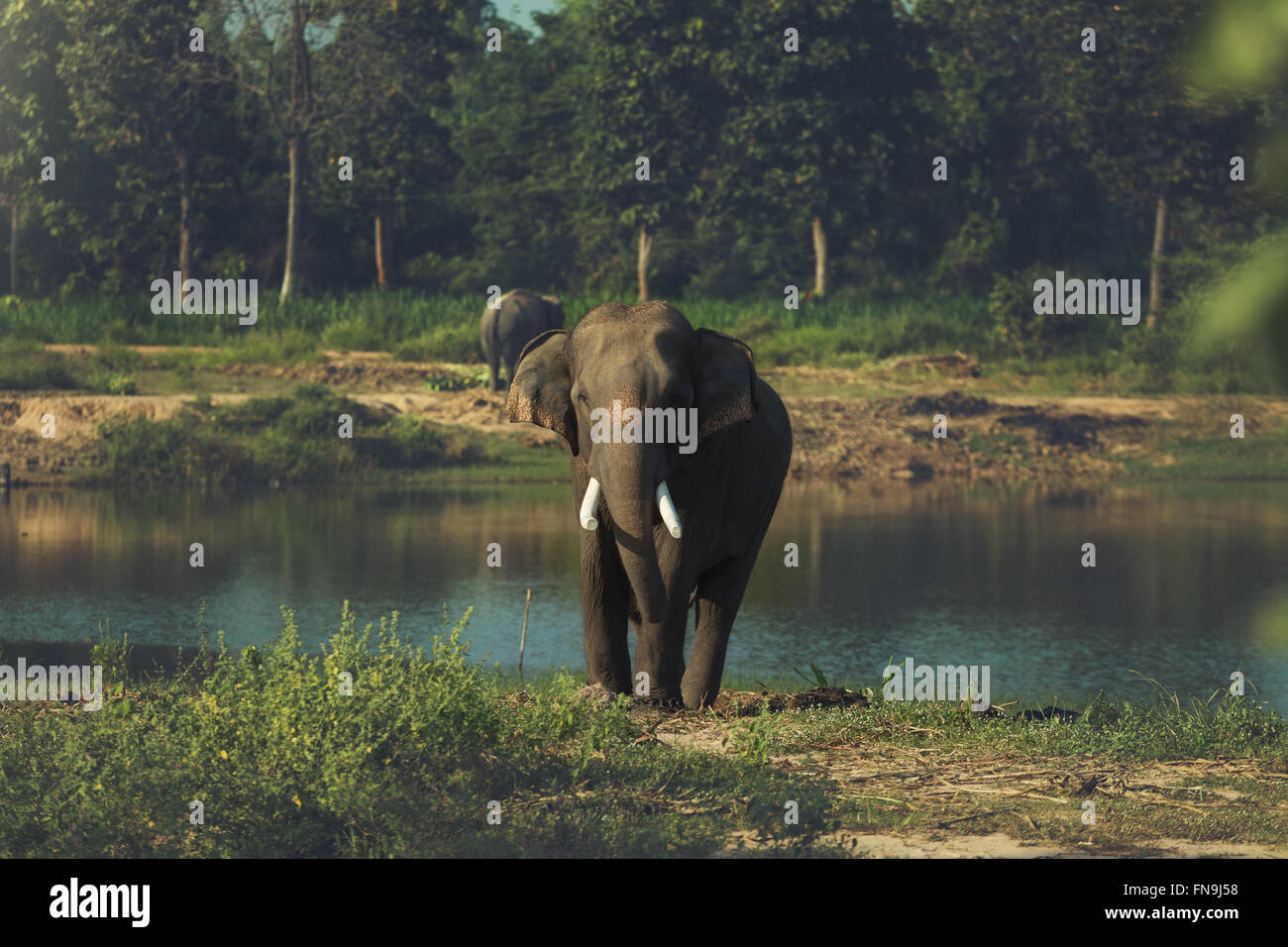 Elefante asiatico dal foro di irrigazione Foto Stock