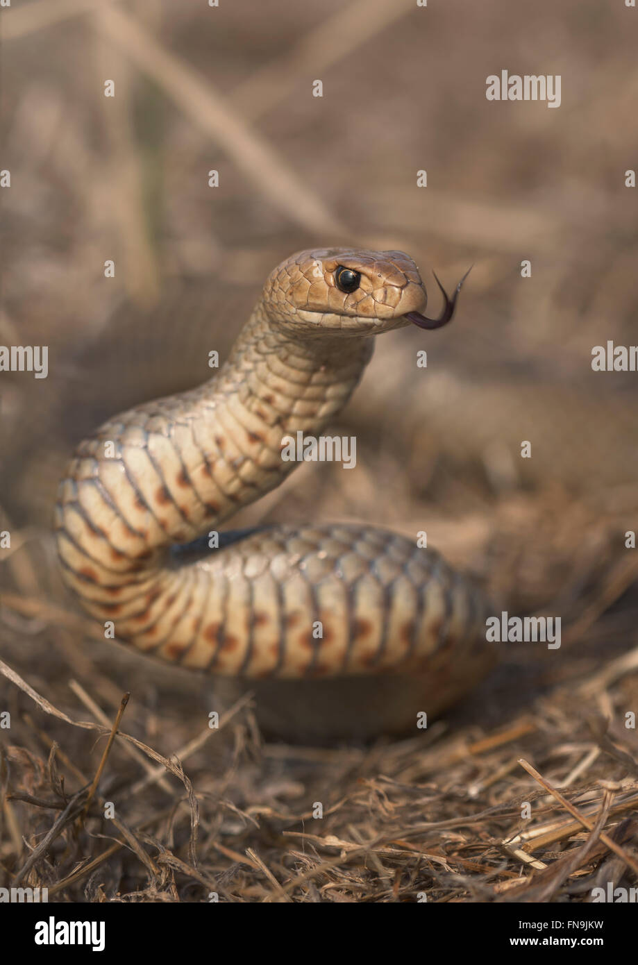 Una selvaggia orientale Snake Marrone (Pseudonaja textilis), Melbourne, Victoria, Australia Foto Stock